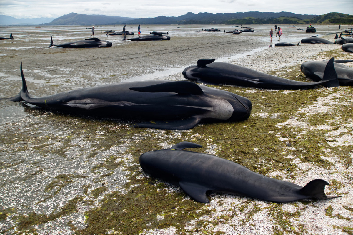 Whale Stranding © Adobe Stock - Cetacean strandings can be caused by anthropogenic noise